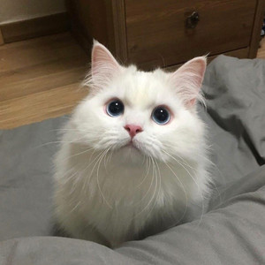 老太性╳╳╳HD
